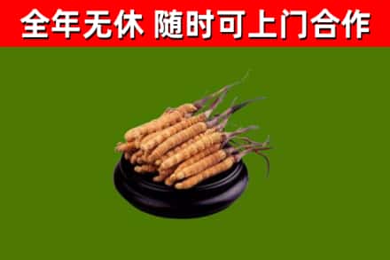 常宁烟酒回收冬虫夏草.jpg