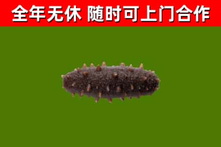 常宁烟酒回收干海参.jpg